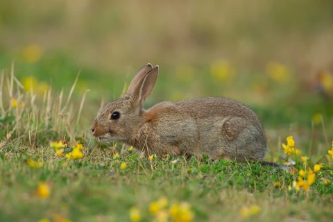 Rabbit (Oryctolagus cuniculus) wild adult animal in grassland with yellow summer flowers, England,