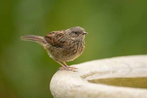 Dunnock or Hedge sparrow (Prunella modularis) adult bird at a garden water bird bath, England,