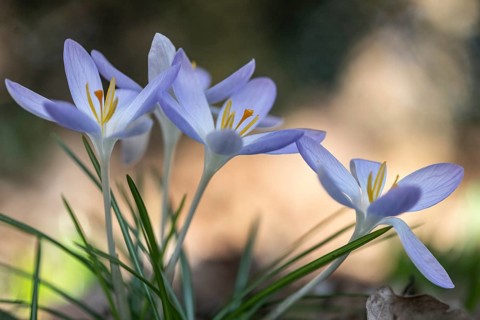 Elf crocus (Crocus tommasinianus), Emsland, Lower Saxony, Germany, Europe