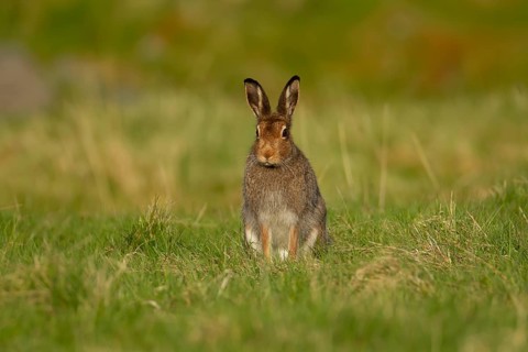 Mountain hare (Lepus timidus) adult animal in its summer coat on a hillside meadow, Cairngorm