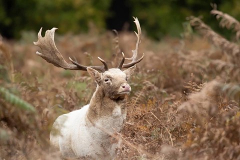 Fallow deer (Dama dama) adult male buck amongst bracken, England, United Kingdom, Europe