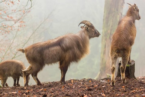 A male and a female Himalayan Tahr (Hemitragus jemlahicus) stand in the forest on a foggy day