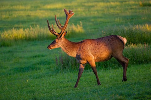 An Altai maral stag, Altai wapiti or Altai elk (Cervus canadensis sibiricus) stands in a meadow in