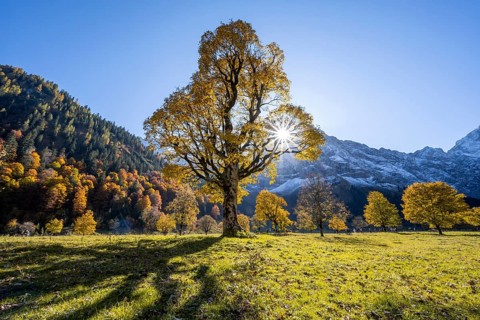 Sycamore maple with autumnal yellow foliage and Solaster endeca, large maple base in autumn, rocky