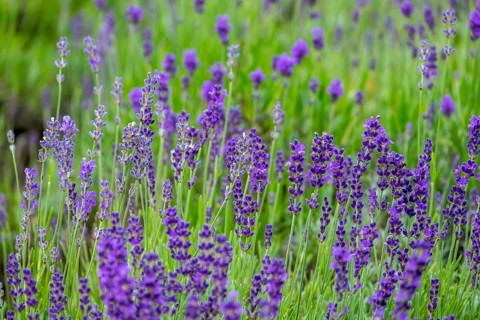 Lavender in bloom, North Rhine-Westphalia, Germany, Europe