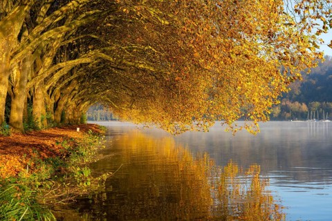 Autumn colours on the Platanen Allee, Hardenberg Ufer, lakeside path on Lake Baldeney, near Haus