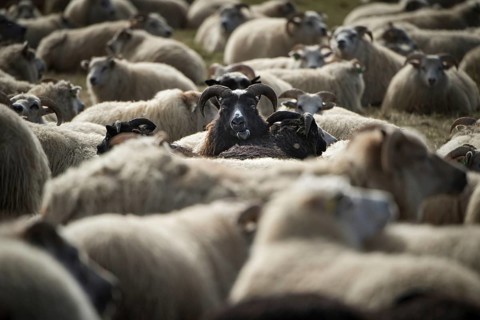 Sheep (Ovis aries), sheep drive or réttir, near Laugarbakki, North Iceland, Iceland, Europe