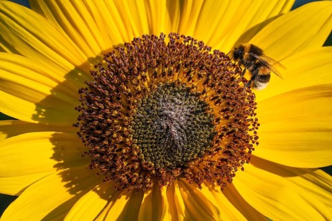 Close-up view of a sunflower (Helianthus annuus) with a bee in the centre of the flower,