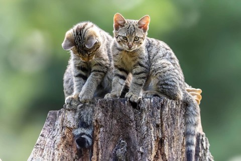 Two kittens on a tree stump, one looking curiously into the camera, wildcat (Felis silvestris),