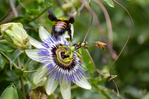 Passion-flower (Passiflora) with a Bumblebee and a Bee, seen in Buenos Aires, Argentina, South