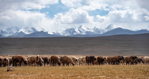 Flock of sheep on a plateau, Ak Shyrak Mountains, near Kumtor, Kara-Say, Tian Shan, Kyrgyzstan,