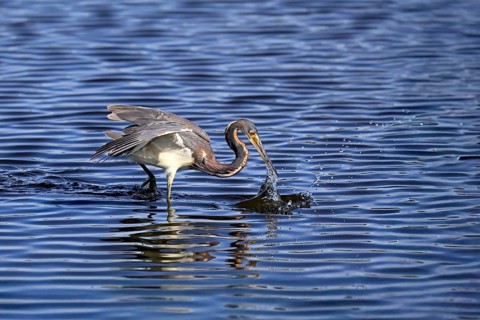 Tricoloured Heron (Egretta tricolor), adult, in the water, foraging, hunting, Merritt Island, Black