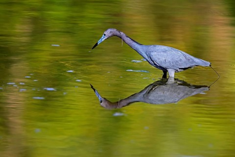 Great Blue Heron (Egretta caerulea), adult, in water, alert, foraging, Merritt Island, Black Point