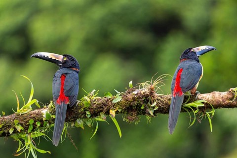 Collared Aracari (Pteroglossus torquatus), Toucans (Ramphastidae), Laguna del Lagarto Lodge,