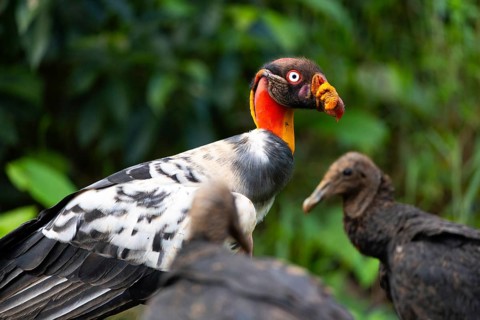 King vulture (Sarcoramphus papa), cock, vulture birds (Aegypiinae), Laguna del Lagarto Lodge,