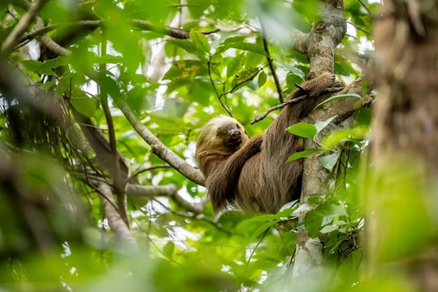 Hoffmann's two-fingered sloth (Choloepus hoffmanni) sleeping on a branch, Cahuita National Park,