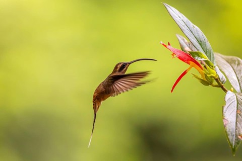 Long-billed Shadow Hummingbird (Phaethornis longirostris), Hummingbird (Trochilidae), Swiftbirds