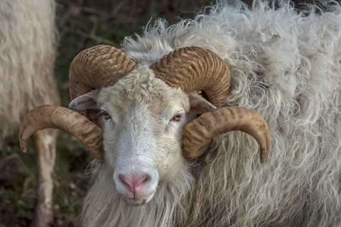 Portrait of a male moorland snook with horn (Ovis aries), Rehna, Mecklenburg-Western Pomerania,