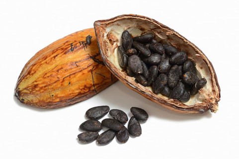 Cocoa tree (Theobroma cacao), halved cocoa fruit with cocoa beans