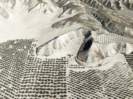 Badlands and cultivated olive trees (Olea europaea) . Aerial view. Drone shot. Granada province,