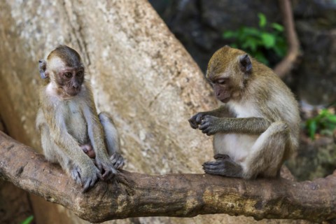 Monkey in Wat Sok Tham temple, macaque, mammal, gazing, gazing, wild, free-living, tropical,