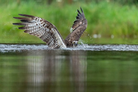 Western osprey (Pandion haliaetus) hunting, Aviemore, Scotland, Great Britain