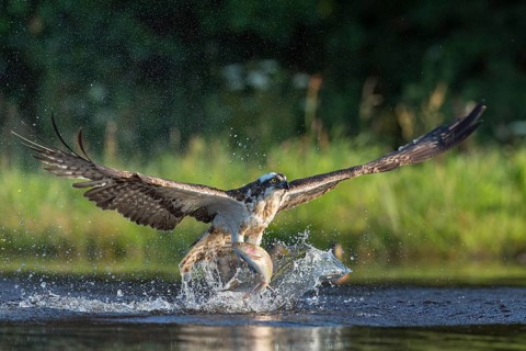 Western osprey (Pandion haliaetus) hunting with a trout, Aviemore, Scotland, Great Britain