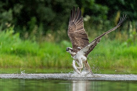 Western osprey (Pandion haliaetus) hunting with a trout, Aviemore, Scotland, Great Britain