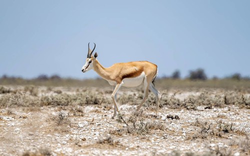 Springbok (Antidorcas marsupialis) in dry savannah, Etosha National Park, Namibia, Africa