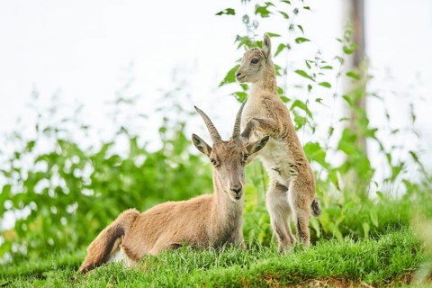 Alpine ibex (Capra ibex) youngster klimbing on their mother, playing, wildlife Park Aurach near