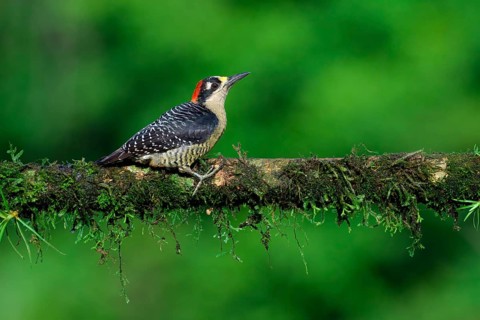 Male Black-cheeked Woodpecker (Melanerpes pucherani) on a branch, Costa Rica, Central America
