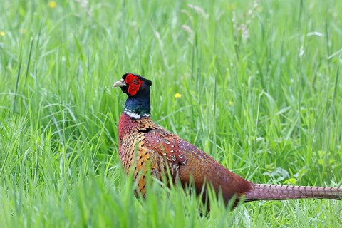 Pheasant, hunting pheasant (Phasianus colchicus), adult male bird in a meadow, wildlife, Lembruch,