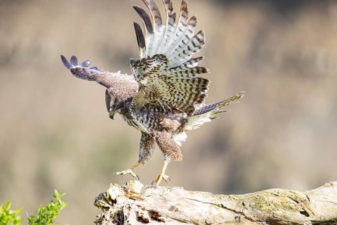 Common buzzard (Buteo buteo) Germany