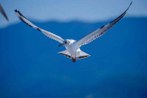 Limenas, Thassos, Greece - Seagulls accompany the Thassos Sea Lines ferry to Limenas. The capital