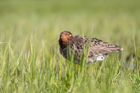 Black-tailed godwit (Limosa limosa), resting, sleeping, Ochsenmoor, Dümmer, Lemförde, Lower Saxony,