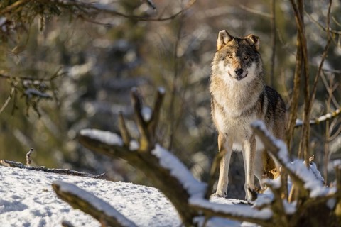 An adult male grey wolf (Canis lupus lupus) stands in the snow-covered undergrowth at the edge of a