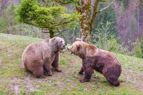 A female and a male eurasian brown bear (Ursus arctos arctos) meet each other the first time on a