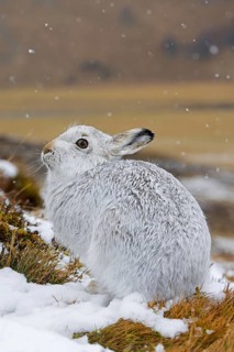 Mountain hare, alpine hare, snow hare (Lepus timidus) in white winter pelage resting in the hills