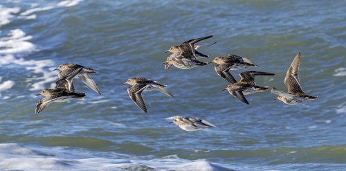 Flock of purple sandpipers (Calidris maritima) in non-breeding plumage flying over sea water along