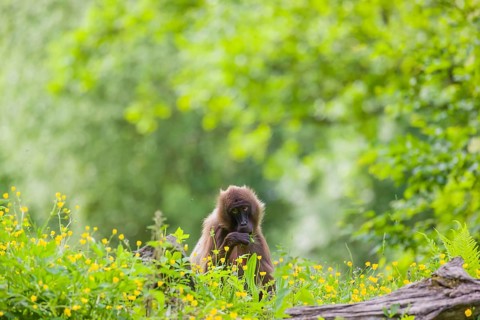 A Gelada (Theropithecus gelada), or bleeding-heart monkey stands amidst riverine vegetation