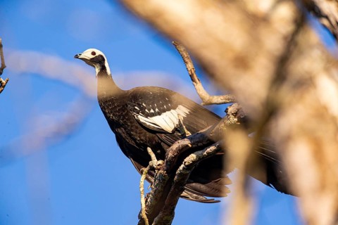 Blue-throated guan (Pipile cumanensis) Pantanal Brazil