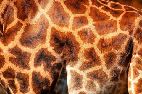 The giraffe has a pattern of brown and white spots on its back. The spots are arranged in a way