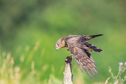 Montagu's harrier (Circus pygargus) wbl Germany