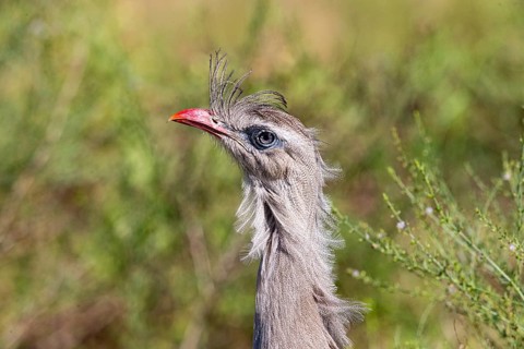 Red-footed seriema (Cariama cristata) Pantanal Brazil