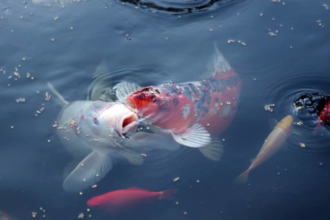 Koi (Cyprinus carpio), goldfish (Carassius auratus), fish, food, water, garden pond, hobby, Two