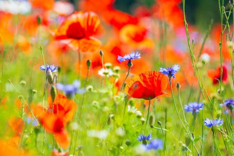 Corn poppy (Papaver rhoeas) and cornflower (Centaurea cyanus) in bloom in a meadow, Saxon