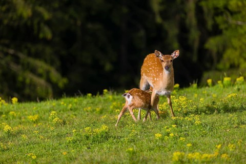 One female Manchurian sika deer or Dybowski's sika deer (Cervus nippon mantchuricus or Cervus
