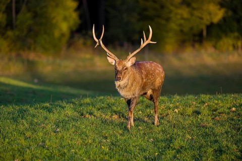 One Dybowski stag (Cervus nippon hortulorum) stands on a green meadow at sunrise