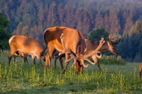 An Altai maral stag, Altai wapiti or Altai elk (Cervus canadensis sibiricus) and some hinds stand