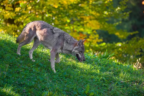 A eurasian gray wolf (Canis lupus lupus) runs down a hill across a green meadow with a forest in